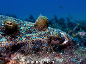 Peacock flounder checks out its reflection. by Arun Madisetti 